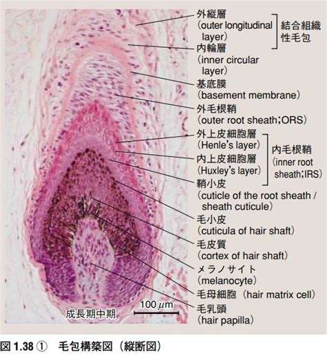 乳頭生毛